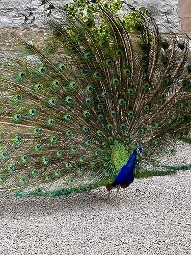 peacock_IMG_4525