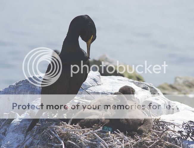 Cormorants nest
