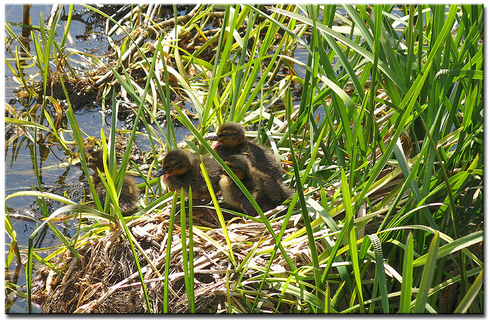 aDucklings