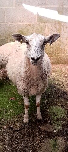 IMG_20250523_114602~2