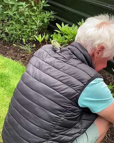 25-05-30-Blue Tits-001