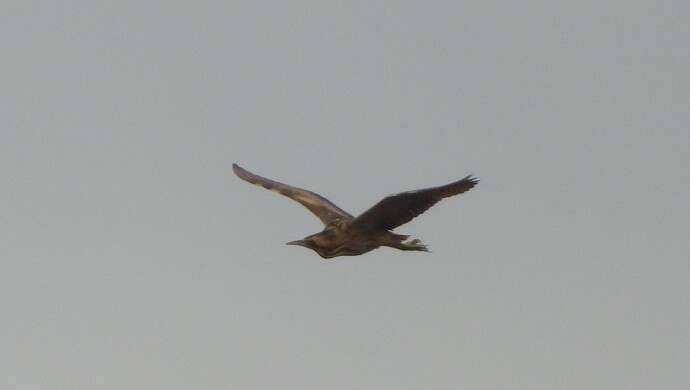 Bittern 9.4.2025 Minsmere