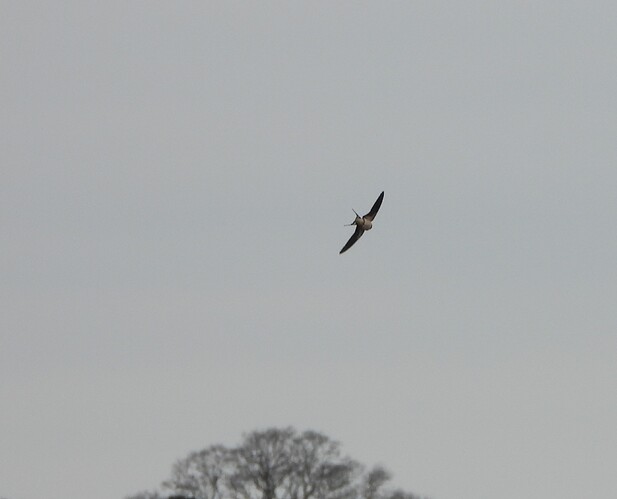 Swallow Minsmere 9.4.25