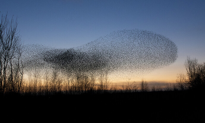 Starlings - small