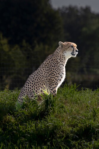 cheetah 2