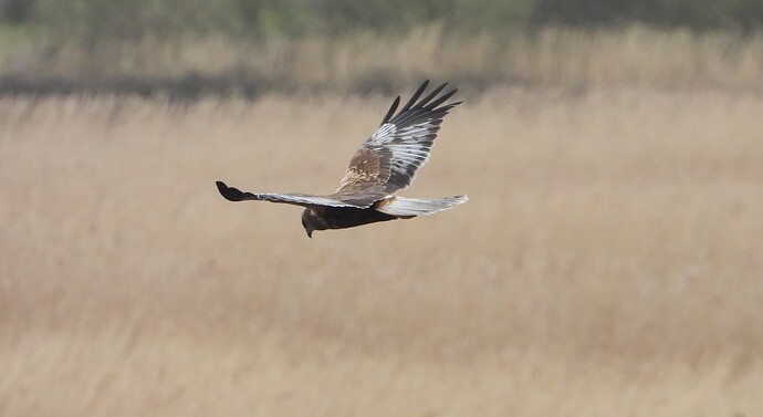 Marsh Harrier 9.4.2025