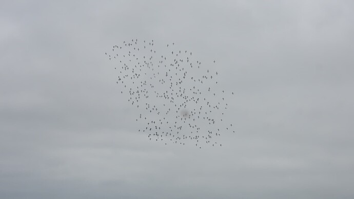 DSCN6247