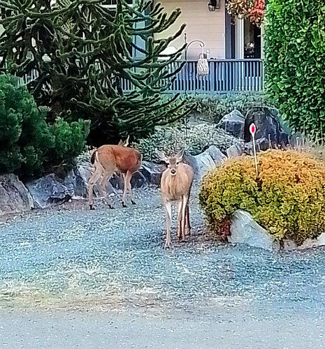 IMG_20250919_083239~2