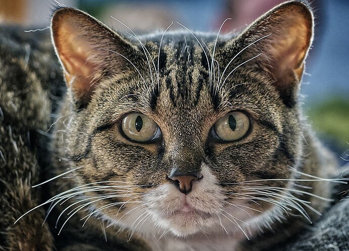 DSC_0045_Snapseed