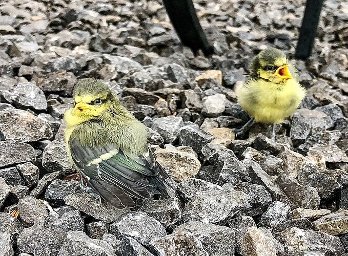 25-05-30-Blue Tits-003