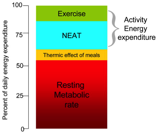 NEAT_graph
