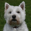 Chris_Phillips