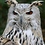 Owl29